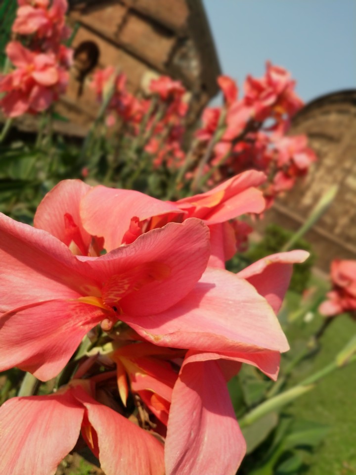 flowers