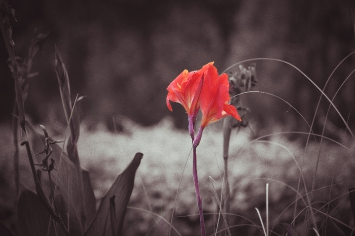 flower