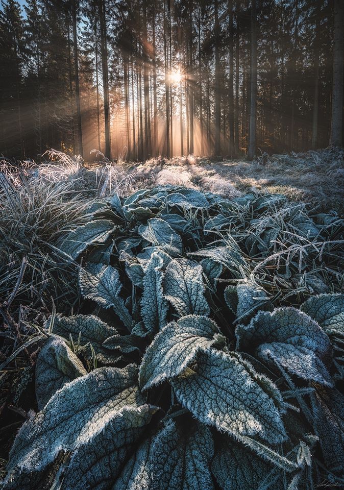 Frost