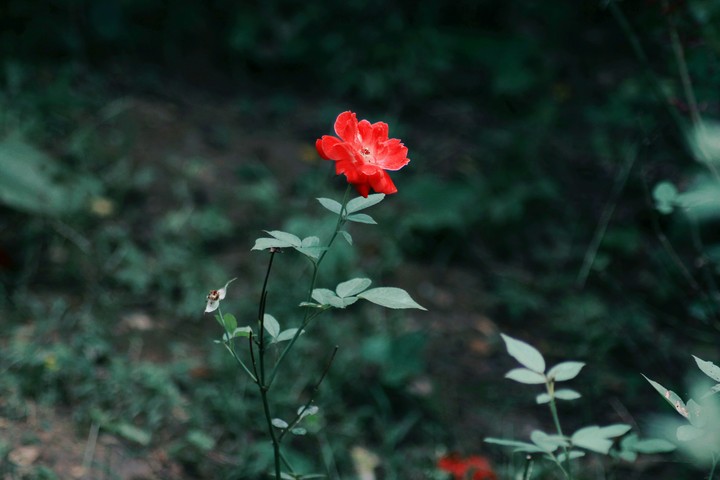 flower