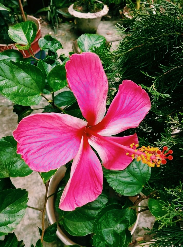 Pink flower