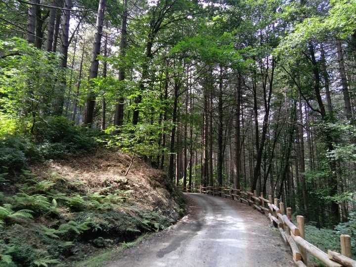 walking in the woods.