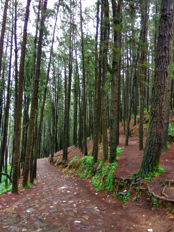 pine forest