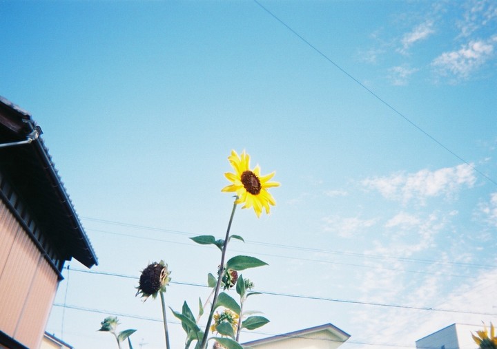 Dandelion