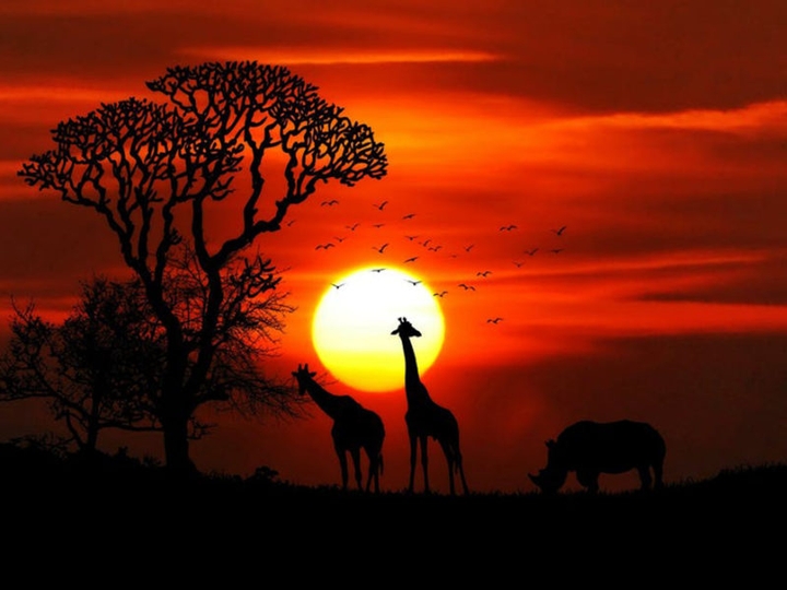 animal nature