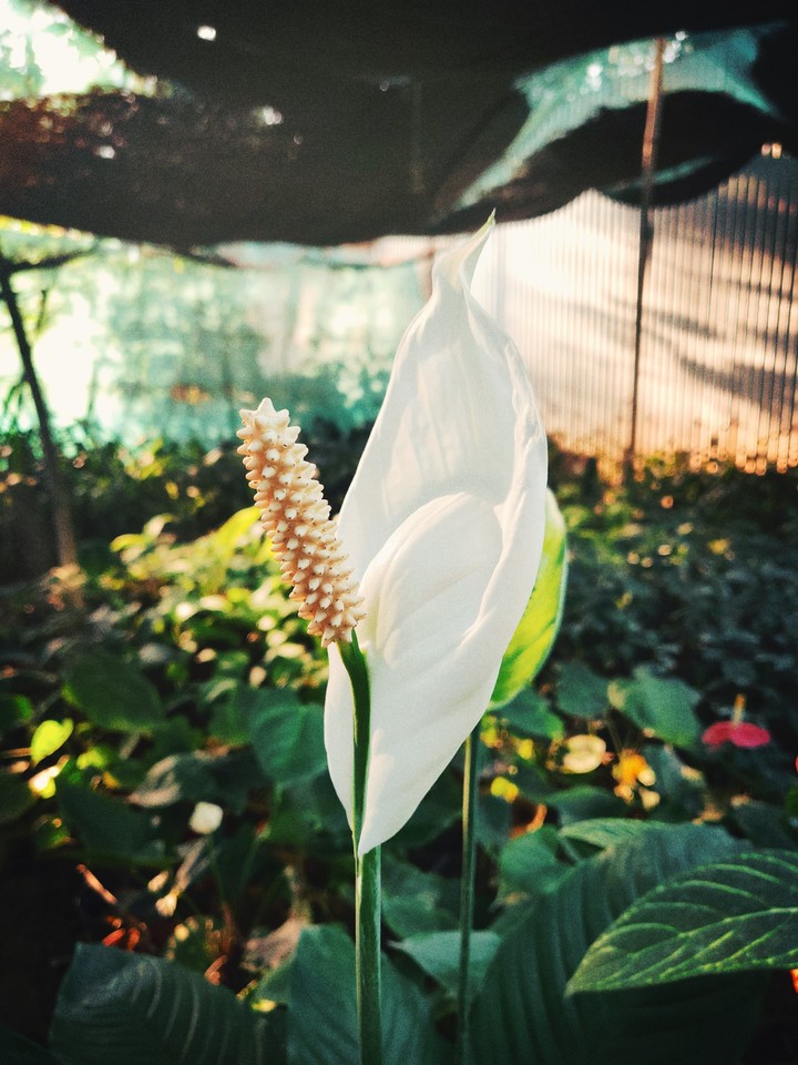 Clean and white