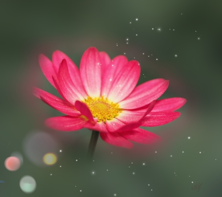 # flower