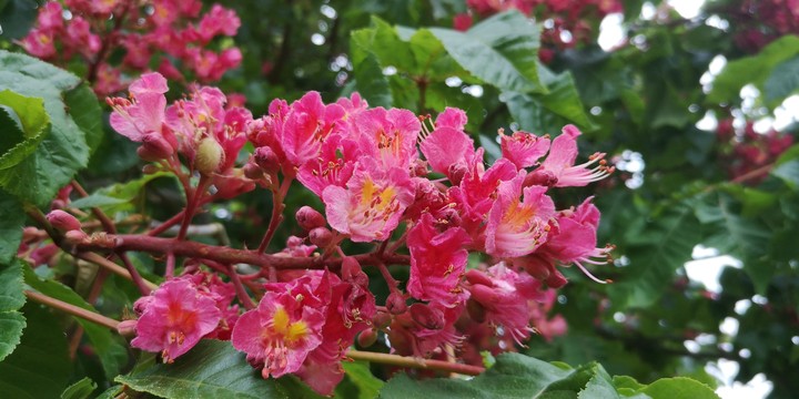 Rote Kastanienblüte, Red Chestnut