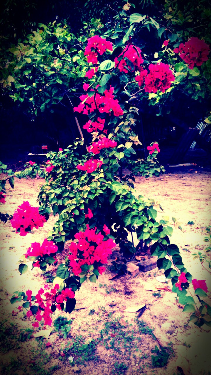 flowers