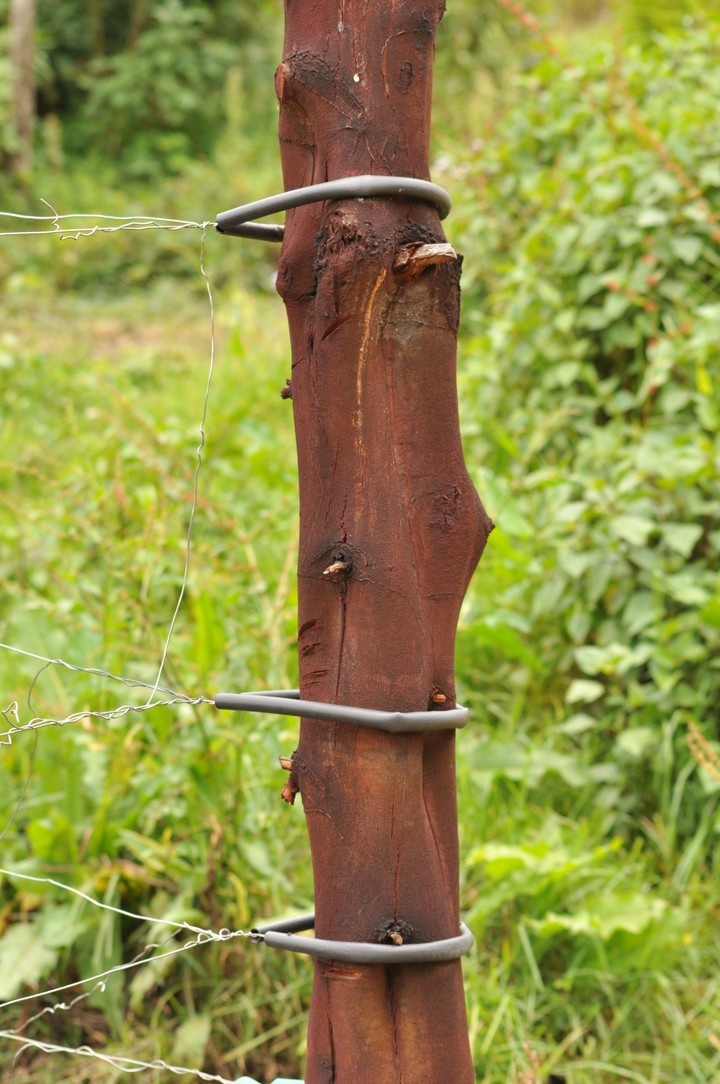 fence