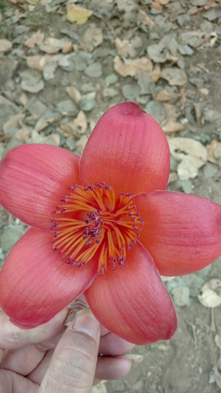 “Life is the flower for which love is the honey.”