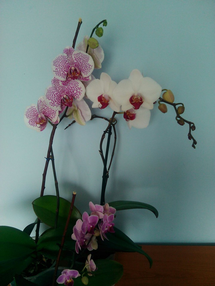 Orchids