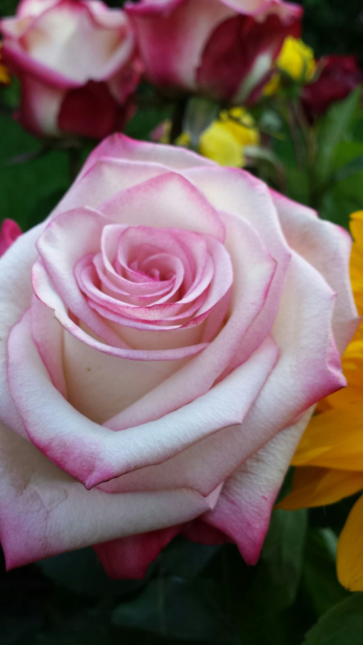 Pinke Rose