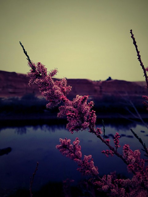 tamarisk