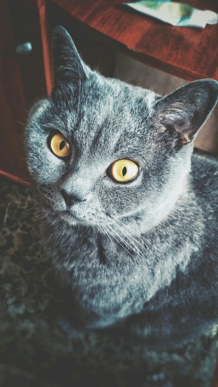 Кот "Тоша"