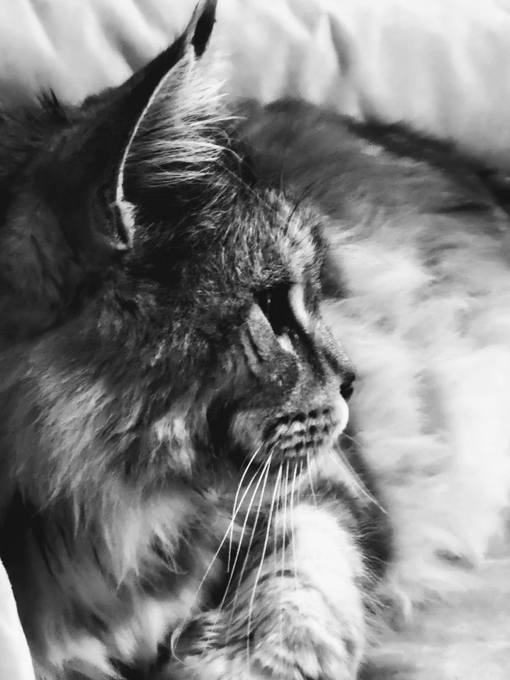 Maxi the cat