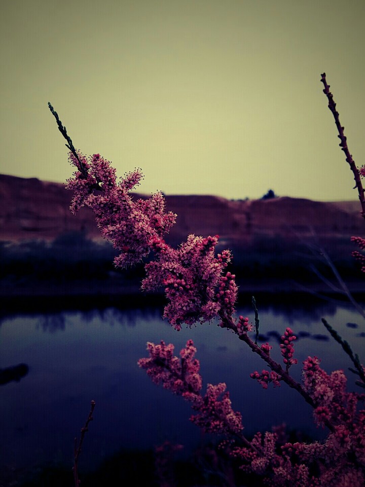 tamarisk