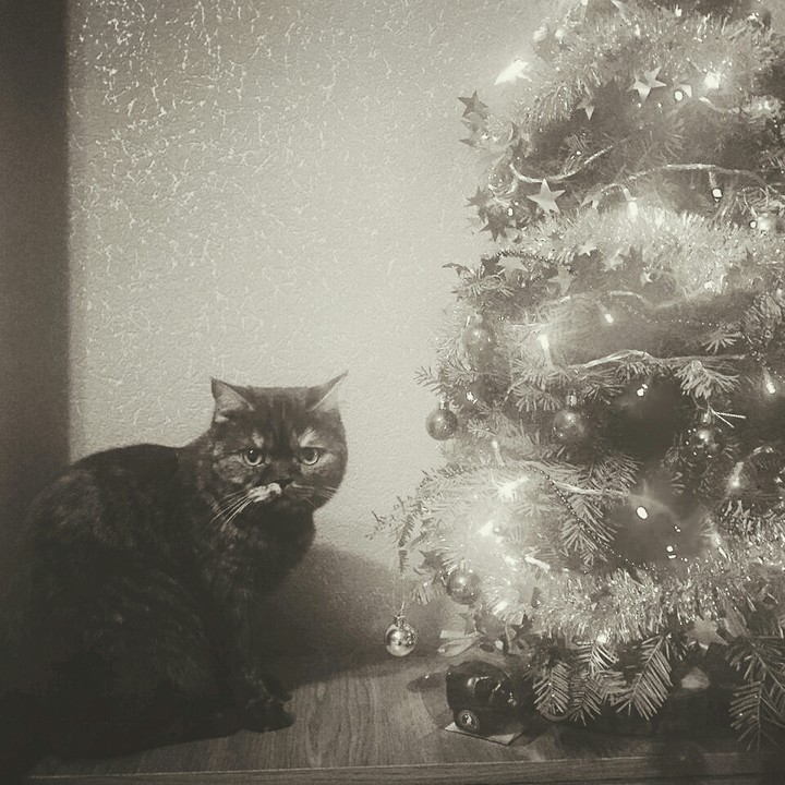 cat?