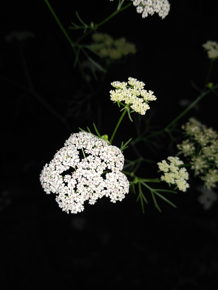 White Peace