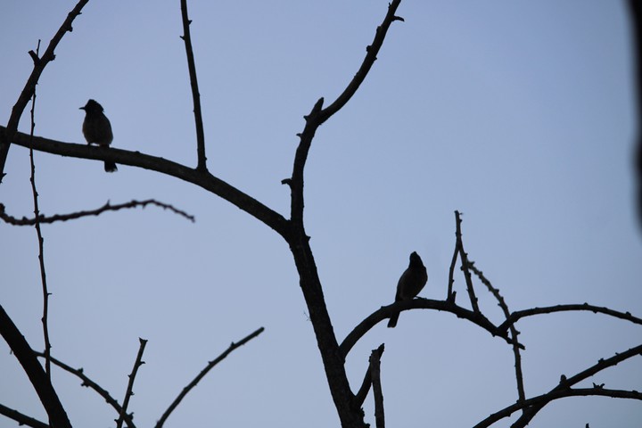 birds