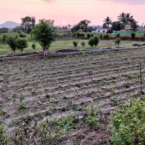 farm sunset