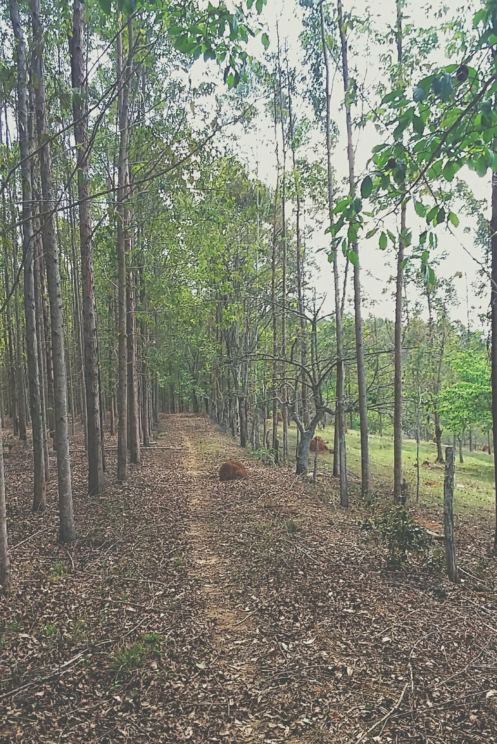 Road