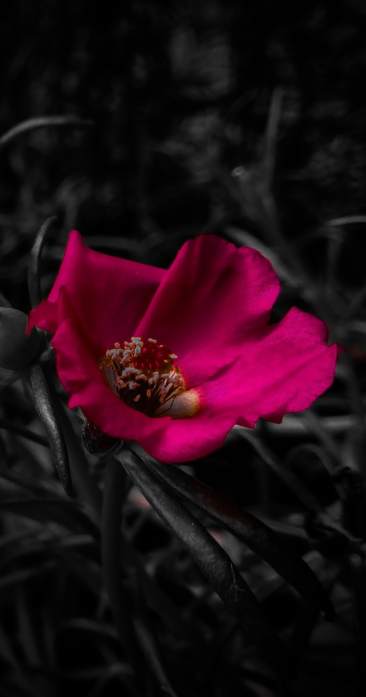 pink flower