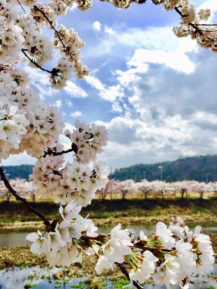 Korea cherry blooms