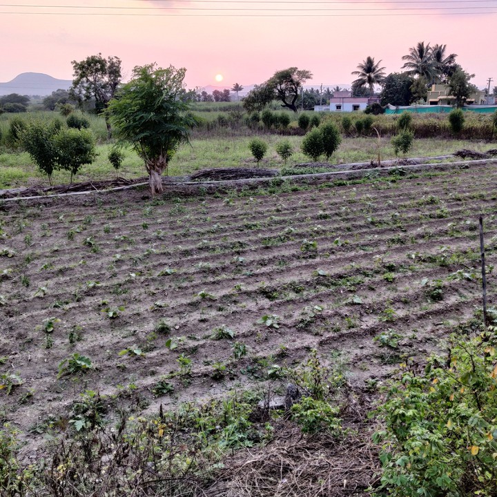 farm sunset