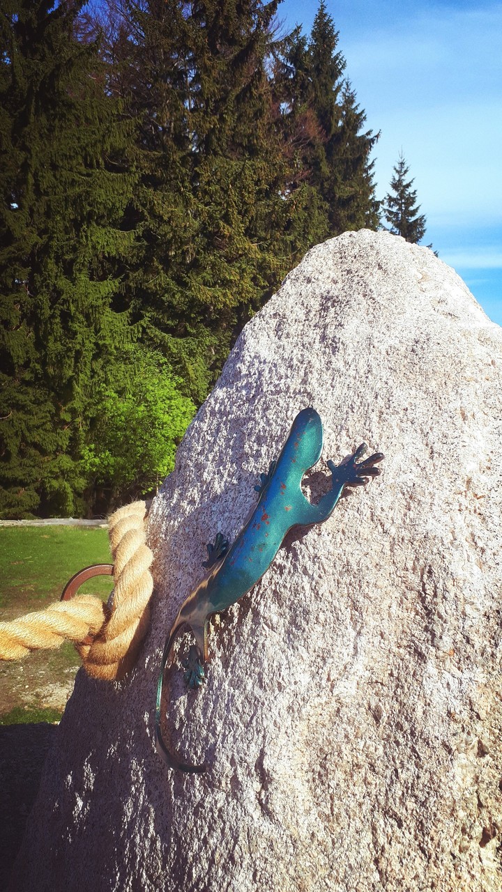 lizard