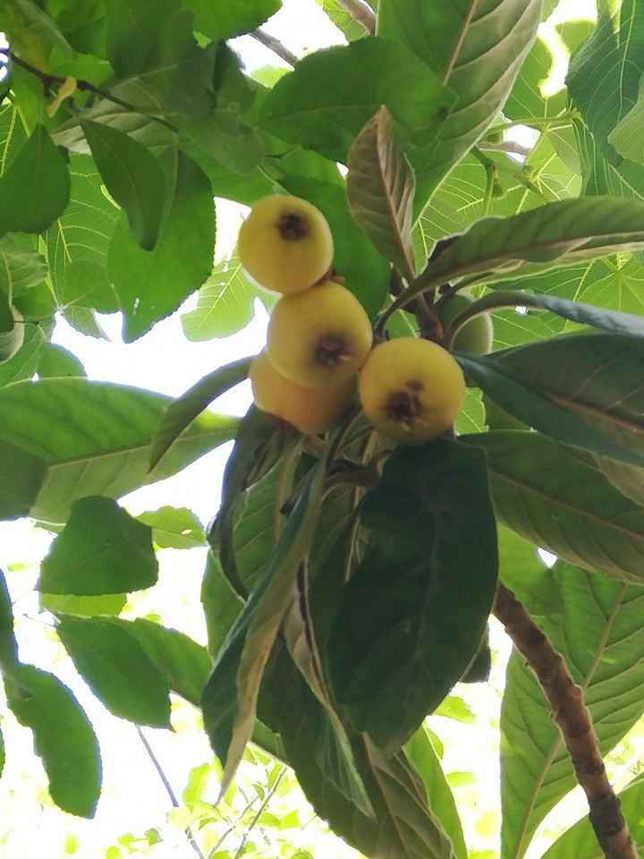 Medlar