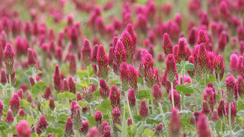 обои flower, wildflower