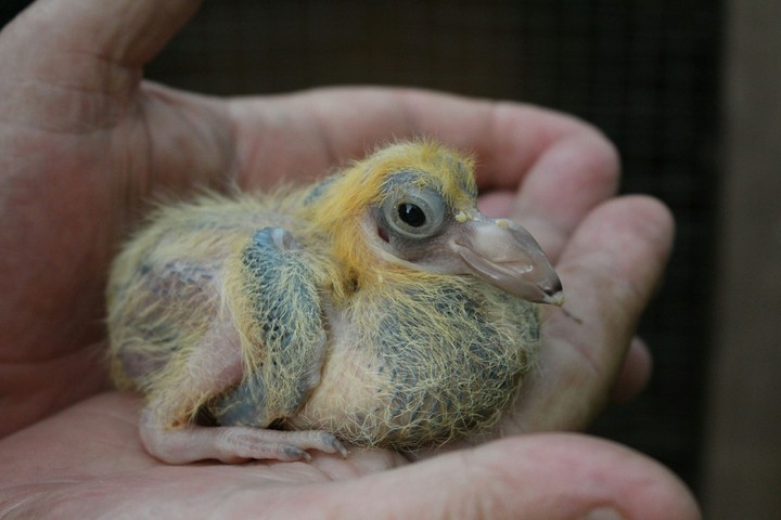 The little pigeon.