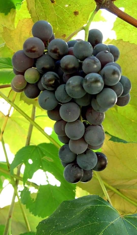 Black Grape's ✌️❣️