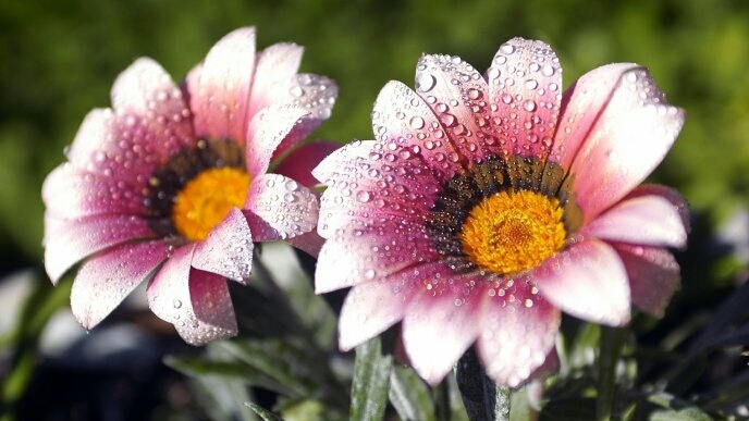 The morning dew ☺