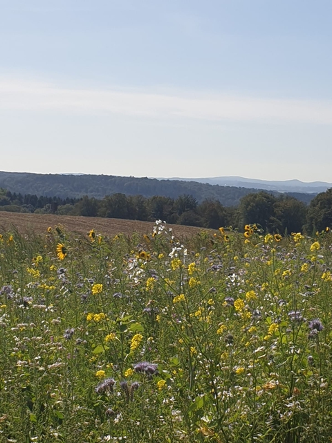 Landschaft