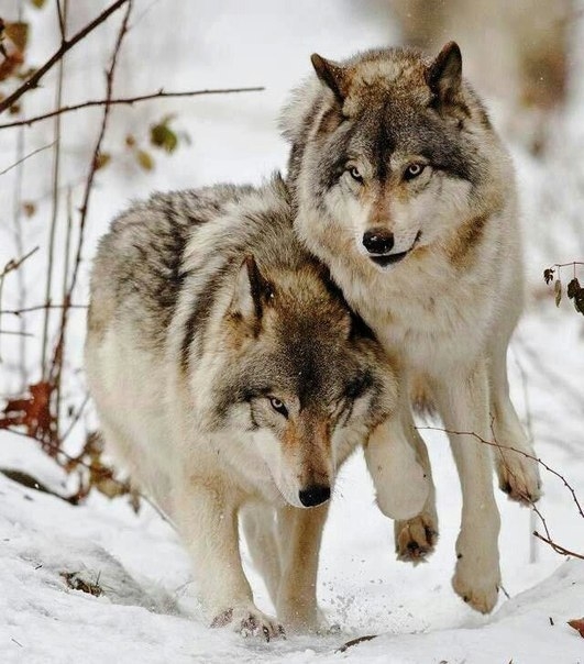 Wolf