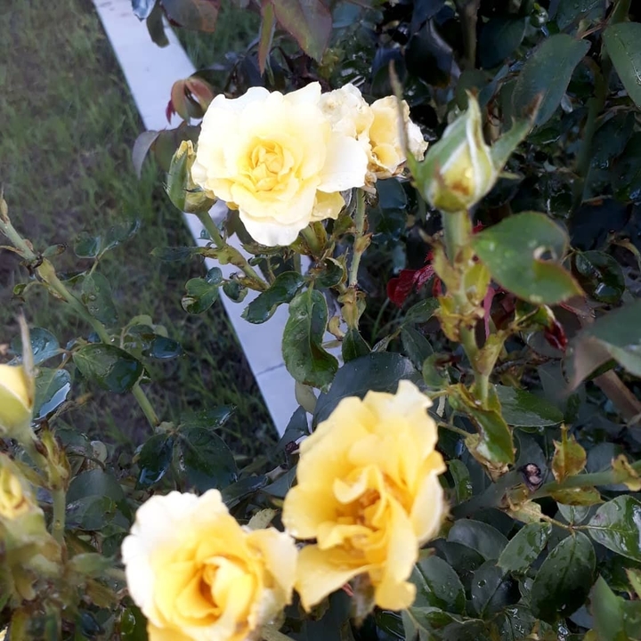 rose