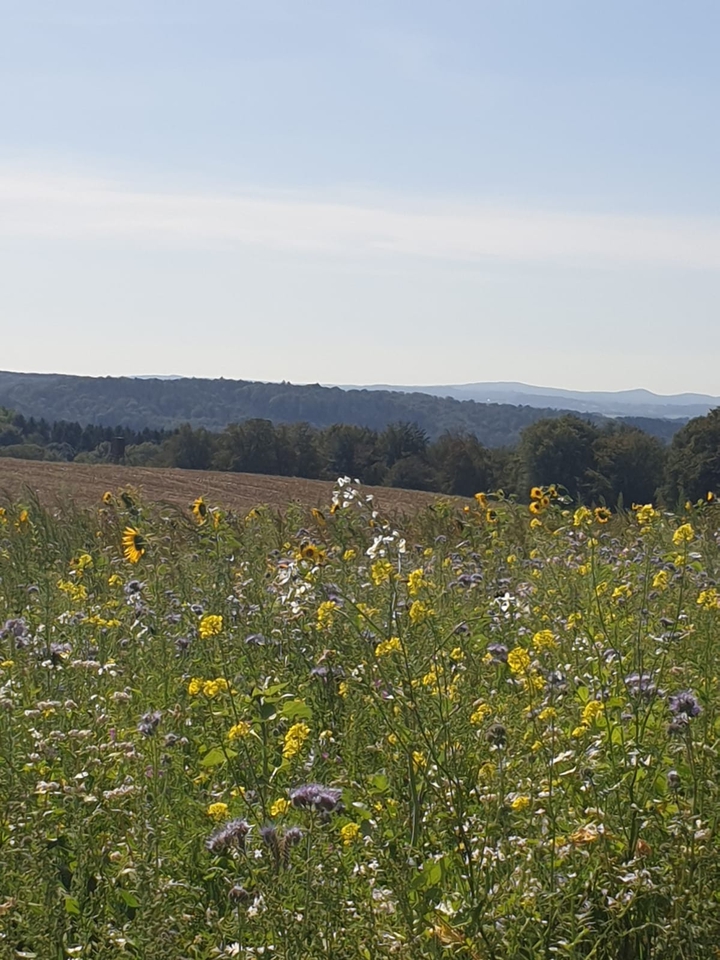 Landschaft