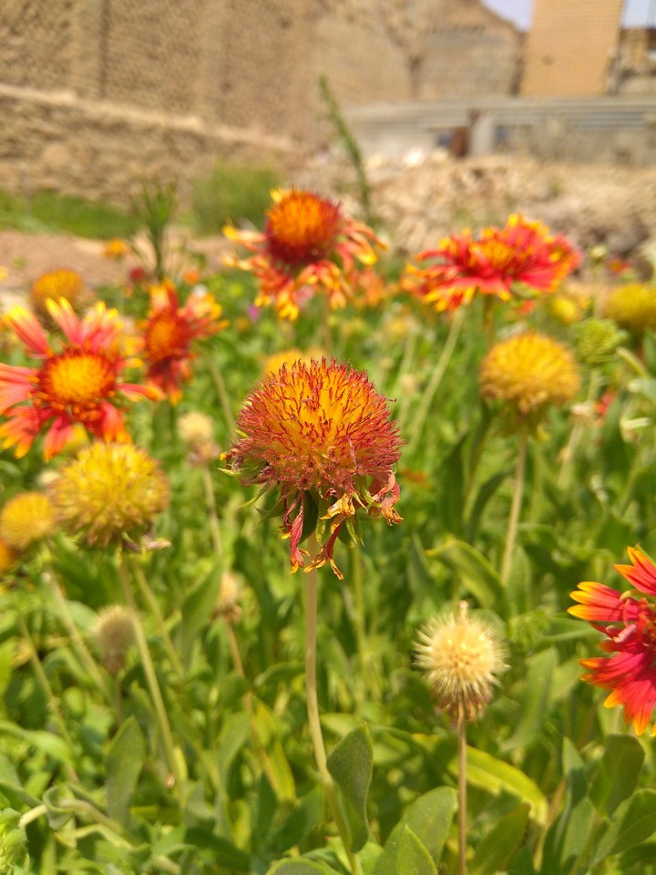 flower