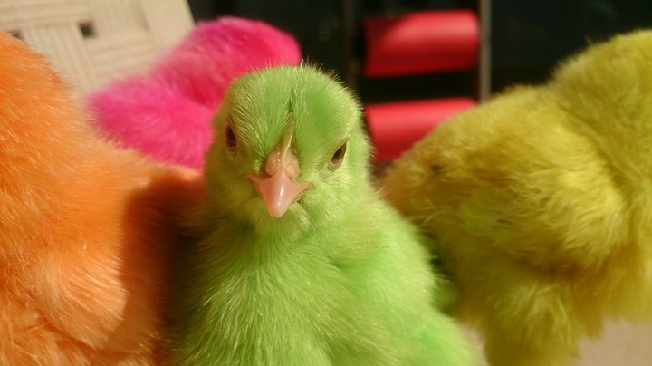 Colourful Chicks