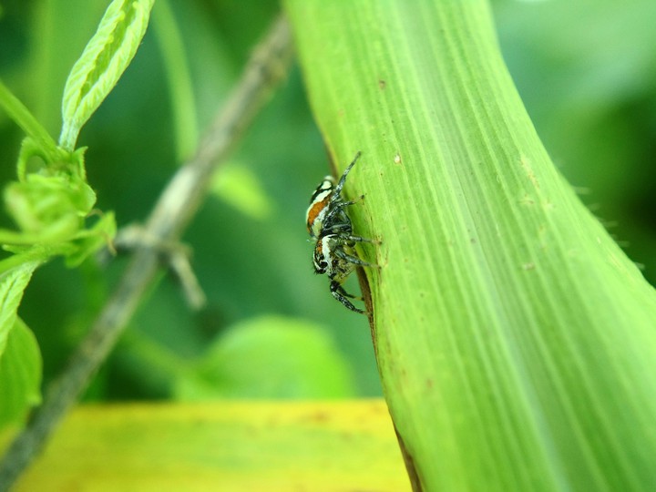 little spider