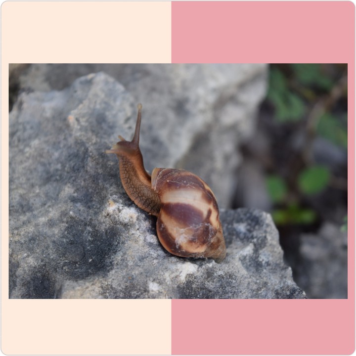 Caracol