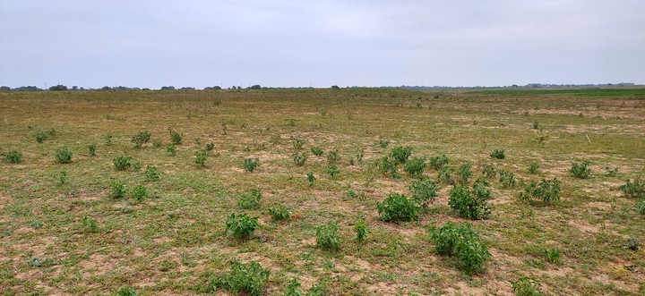 field