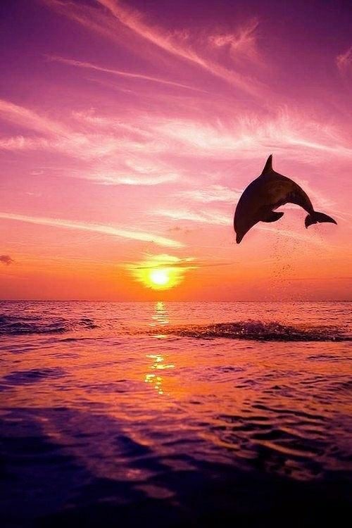 dolphin