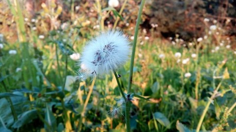 Nature's beauty