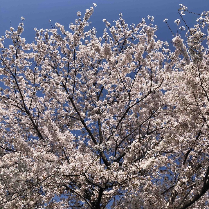 sakura