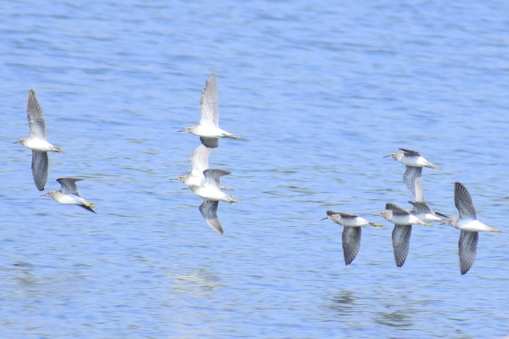 Birds