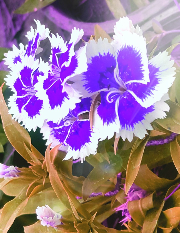 Purple Flower