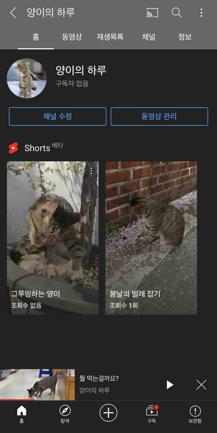 양이의 하루
